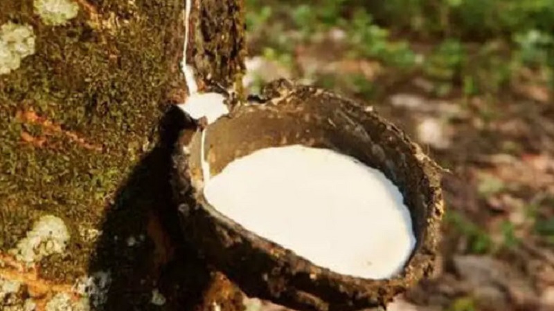 Bridgestone собирается удвоить производство природного каучука